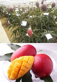 Second question, i have seen videos of japanese growing miyazaki mango. Ministry Of Agriculture Forestry And Fisheries Of Japan Facebook