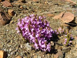 Image result for Striga gesnerioides