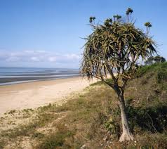 Image result for Aloidendron