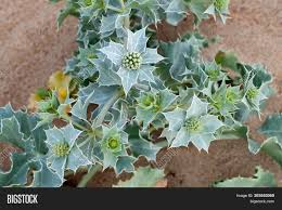 This was all mixed together & thrown into an oven proof baking dish. Feverweed Prickly Image Photo Free Trial Bigstock