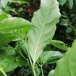 Image result for Tarenna pavettoides