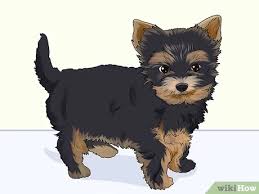 We did not find results for: 5 Ways To Groom A Yorkie Puppy Wikihow