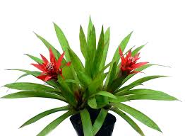 Guzmania — guzmania … wikipédia en français. Guzmania Lingulata