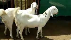 Sojat goat is mainly raised to meat production and its milk yield is low. Sojat Pregnant Female Goats For Sale Chawla Goat Farm Pushkar Youtube