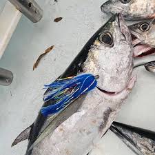 jonnycloud6745 with a nice catch today, wahoo, dolphin, kings, sailfish  using my custom 1/2 Oz og blue n white n strip combo. Great job guys.  Thanks for the pics.. ##provenresults #qualityproducts #localbusiness