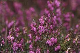 Growing Heather Rhs Best Flower Wallpaper