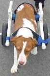 00 ($249.00/count) $25.00 coupon applied at checkout. Homemade Dog Wheel Chair Designs Make Build Dog Stuff