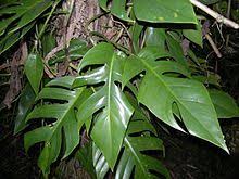Epipremnum Aureum Wikipedia The Free Encyclopedia Epipremnum Pinnatum Plants Are Friends Guava Tree