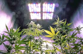 Got my humidity dome all set up over here. Best Light For 2x4 Grow Tent Dredes Herbal Home