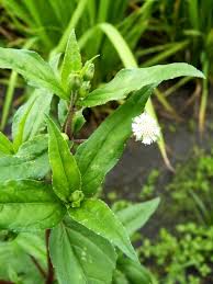 Image result for Eclipta prostrata