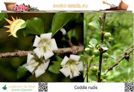 Image result for Coddia rudis
