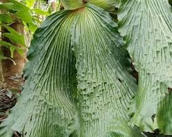 Image result for Platycerium elephantotis