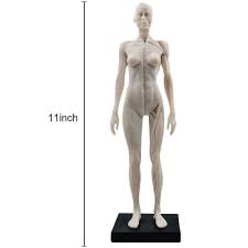 Print human muscle and bones. Factory Outlet Online Discount Sale 30cm Human Skeleton Anatomical Model Female Anatomy Skull Muscle Bone Color White Zero Profit Sice Si Org