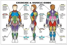 Www Buyamag Com Bodybuilding Posters Exercise Workout Charts