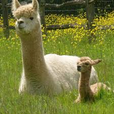 La dordogne est une destination idéale en france pour respirer et couper du quotidien. Workaway At Our Diverse Agricultural Project With Alpacas In Dordogne France