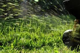 We include fertilization, insect, weed control, and fungus control. Lawn Pest Control Jacksonville Fl Lawn Treatment Companies