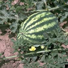 Image result for Citrullus lanatus