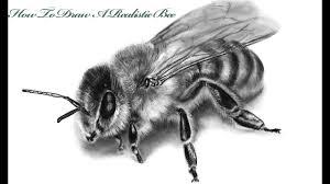 Check spelling or type a new query. How To Draw A Realistic Bee Step By Step Tutorial Youtube