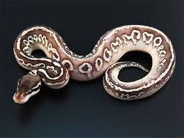 Axanthic Black Pewter Ball Python Black Pewter Lesser Yellow Belly Ball Python Het Ghost Ball Python Ball Python Morphs Pet Snake