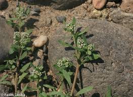 Image result for Corrigiola