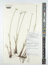 Image result for Kyllinga erecta