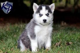 This can make your dog look entirely unique, and simply stunning. Pomskis A Pomeranian Husky Mix Siberian Husky Puppies Husky Puppy Puppies