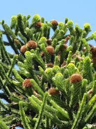 Doch verlangt sie ihrem gärtner auch einiges ab. Araucaria Araucana Chilenische Schmucktanne Andentanne Araukarie Freilandpalmen Ch Internetplattform Und Online Shop Fur Frostvertragliche Palmen In Der Schweiz