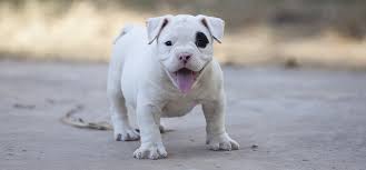 Greatbigcanvas.com has been visited by 100k+ users in the past month American Bulldogs Dogs With A Stubborn Streak For The Ages Ready Set Puppy