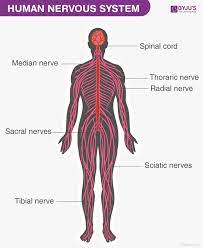 In humans, the nervous system consists of both the central and peripheral nervous systems. Human Nervous System Structure Function Parts