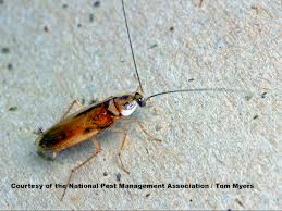 Brown Banded Cockroaches Control How To Get Rid Of Pests