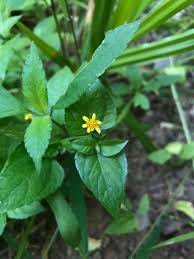 Image result for Calyptocarpus vialis