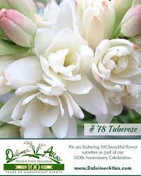 Tuberose Pretty And Fragrant Flowers That Symbolize Purity And Innocence No 78 In Our Series Of 100 Flowers Fragrant Flowers Flowers Special Events Decor