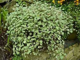 Chronique D Un Jardin De Bretagne Sud En Mai 2013 Arrosoirs Et Secateurs Jardins Bretagne Sud Arrosoir