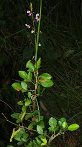 Image result for Grona adscendens