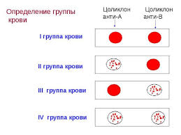 может ли группа крови ребенка отличаться от группы крови родителей Bombejskij Fenomen Samaya Redkaya Gruppa Krovi Interesnye Fakty