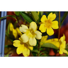 Image result for Gelsemium