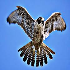 Amazon Com Peregrine Falcon Bird Of Prey Appstore For Android