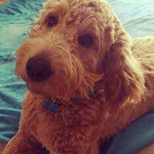 Their irish doodle puppies sell for $2,000. Our Dogs Ponsonby Poodle Doodles