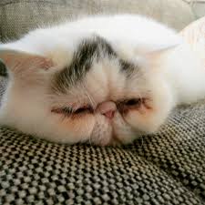 The condition may also occur in a female. What Are The Health And Welfare Issues Associated With Exaggerated Physical Features In Cats Rspca Knowledgebase