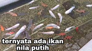 Mereka telah berkembang menjadi varietas yang digunakan sebagai sumber. Bagi Makn Ikan Nila Putih Dan Ikan Mas Youtube