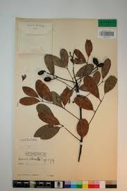 Image result for Quassia undulata