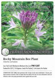 Image result for Cleome stricta