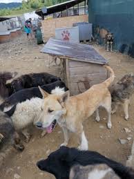 Aiko ist eine 2 jahre alte akita hündin aus einer zucht in wien. Aiko Mischlingshund In Rumanien