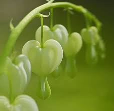 Heart Murmurs Love Flowers Bleeding Heart Flower Beautiful Flowers