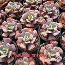 Echeveria 'afterglow' succulent plant, fleshy leaves, purple and pink desert drought tolerant. Pin On E C H E V E R I A