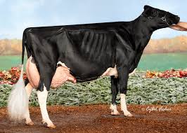 A north american bison (= a…. Dane County Holstein Cow Named 2019 Star Of The Breed