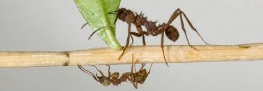 Ant Symbolism Dreams And Messages Spirit Animal Totems