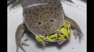 A member of the leptodactylidae family, the budgett's frog is not an agile jumper but is quite an agile swimmer. Budgett S Frogs Hunting And Feeding Youtube