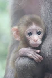 Outstanding Cute Baby Animals Video Download Superb Cute Baby Monkey Cute Animals Baby Animal Videos