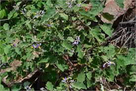 Image result for Solanum anguivi